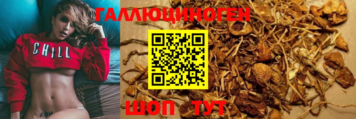Галлюциногенные грибы Cubensis Тверь